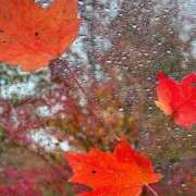 ヒメ日記 2025/11/26 08:57 投稿 みこと 奥様の実話 梅田店