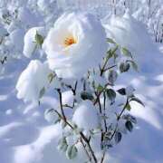 ヒメ日記 2026/01/11 12:39 投稿 みこと 奥様の実話 梅田店