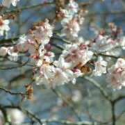 ヒメ日記 2026/01/13 08:58 投稿 みこと 奥様の実話 梅田店