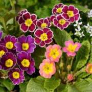 ヒメ日記 2026/01/16 09:07 投稿 みこと 奥様の実話 梅田店