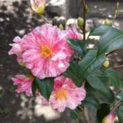 ヒメ日記 2026/02/05 08:45 投稿 みこと 奥様の実話 梅田店