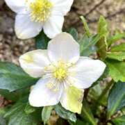 ヒメ日記 2026/02/15 10:03 投稿 みこと 奥様の実話 梅田店