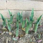 ヒメ日記 2026/03/05 09:24 投稿 みこと 奥様の実話 梅田店