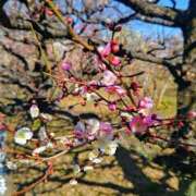 みこと おはようございます。みことです。 奥様の実話 梅田店