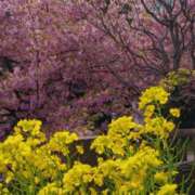 ヒメ日記 2026/03/09 09:02 投稿 みこと 奥様の実話 梅田店