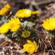 ヒメ日記 2026/03/10 08:55 投稿 みこと 奥様の実話 梅田店