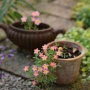 ヒメ日記 2026/03/15 09:36 投稿 みこと 奥様の実話 梅田店