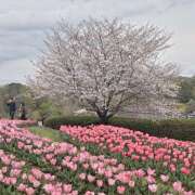 ヒメ日記 2026/04/06 09:52 投稿 みこと 奥様の実話 梅田店