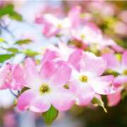 ヒメ日記 2026/04/07 08:49 投稿 みこと 奥様の実話 梅田店