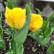 ヒメ日記 2026/04/09 10:05 投稿 みこと 奥様の実話 梅田店