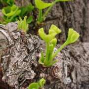 ヒメ日記 2026/04/10 09:00 投稿 みこと 奥様の実話 梅田店