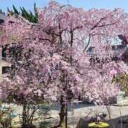 ヒメ日記 2026/04/11 10:11 投稿 みこと 奥様の実話 梅田店