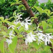 みこと おはようございます。みことです。 奥様の実話 梅田店