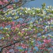 みこと おはようございます。みことです。 奥様の実話 梅田店