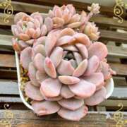 ヒメ日記 2025/01/20 12:15 投稿 のの 熟女の風俗最終章 蒲田店