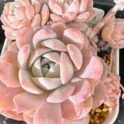 ヒメ日記 2025/02/09 15:56 投稿 のの 熟女の風俗最終章 蒲田店