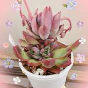 ヒメ日記 2025/03/19 11:49 投稿 のの 熟女の風俗最終章 蒲田店