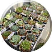 ヒメ日記 2025/10/14 11:40 投稿 のの 熟女の風俗最終章 蒲田店