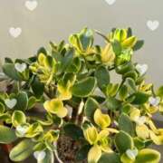 のの お休みします🥹 熟女の風俗最終章 蒲田店