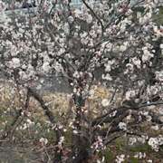 ヒメ日記 2025/03/16 06:08 投稿 みゆき クレイジーホース