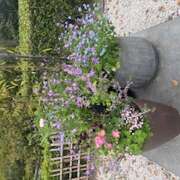 みゆき 次の出勤16(木)17(金)18(土)です(*´`*) クレイジーホース