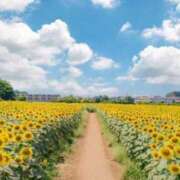 ひまわり あーもーほんとに ラブリップ川越