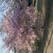 ヒメ日記 2025/04/06 15:48 投稿 小梅-こうめ【FG系列】 ほんとうの人妻 厚木店【FG系列】