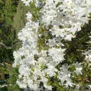 ヒメ日記 2025/04/19 20:15 投稿 小梅-こうめ【FG系列】 ほんとうの人妻 厚木店【FG系列】