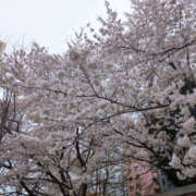 ヒメ日記 2025/04/15 16:03 投稿 かすみ 仙台人妻セレブリティー