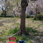 ヒメ日記 2025/04/22 15:58 投稿 かすみ 仙台人妻セレブリティー