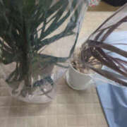 ヒメ日記 2025/11/08 13:05 投稿 かすみ 仙台人妻セレブリティー