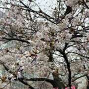 ヒメ日記 2026/03/26 12:20 投稿 徳川 さや 渋谷角海老