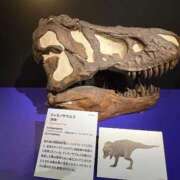 ヒメ日記 2025/12/09 15:16 投稿 まひろ ニューグランド