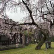 まひろ 皇居🌸💓本日ラストまで💓 ニューグランド