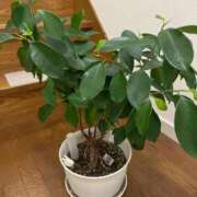 ヒメ日記 2025/11/20 20:58 投稿 しえる ぷるるん小町梅田店