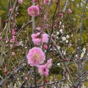 ヒメ日記 2026/02/17 12:16 投稿 しえる ぷるるん小町梅田店