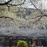 ヒメ日記 2025/04/18 11:45 投稿 片桐あすか 東京エステコレクション 新橋・銀座