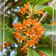 ヒメ日記 2025/10/25 00:24 投稿 いずみ シャングリラ