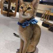 ヒメ日記 2026/02/27 20:38 投稿 いずみ シャングリラ