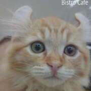 ほのり 30日まで 奥様の実話 なんば店