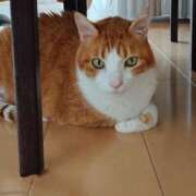 ほのり 明日 奥様の実話 なんば店