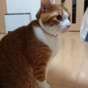 ほのり はしご 奥様の実話 なんば店