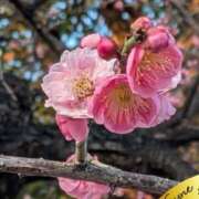 ヒメ日記 2026/03/06 18:11 投稿 ゆりえ 即アポマダム～名古屋店～