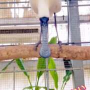 ヒメ日記 2025/05/03 15:27 投稿 つぐみ 西川口マーメイド