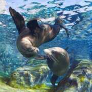 ヒメ日記 2025/07/14 21:06 投稿 ゆり 即プレイ専門店 性の極み