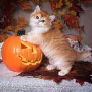 ヒメ日記 2025/09/14 22:26 投稿 ゆり 即プレイ専門店 性の極み