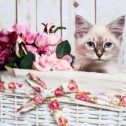 ヒメ日記 2026/01/20 21:06 投稿 ゆり 即プレイ専門店 性の極み