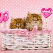 ヒメ日記 2026/02/11 21:06 投稿 ゆり 即プレイ専門店 性の極み