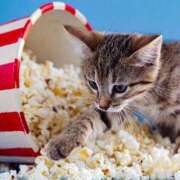 ヒメ日記 2026/02/21 23:06 投稿 ゆり 即プレイ専門店 性の極み