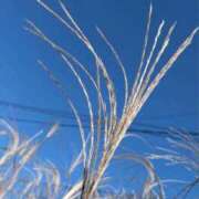 ヒメ日記 2025/11/22 08:30 投稿 るい 熟女の風俗最終章 町田店